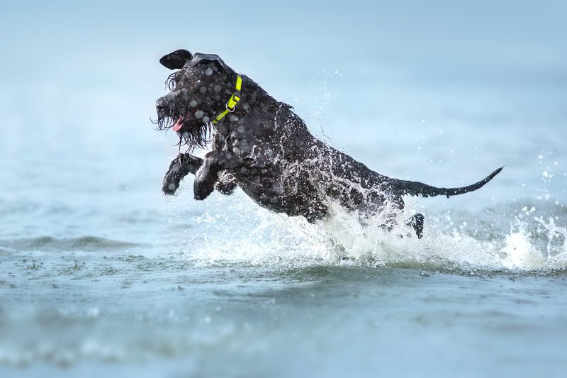 dog on beach 2