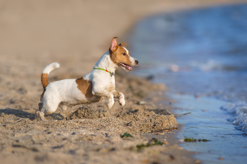 dog on beach