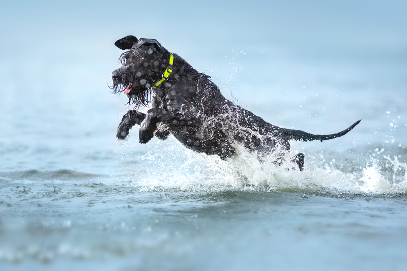 dog on beach 2